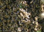 bienen