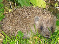 igel