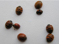 insekten