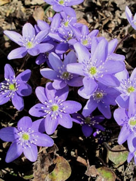 Leberbluemchen leberbluemchen