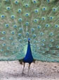 pfau