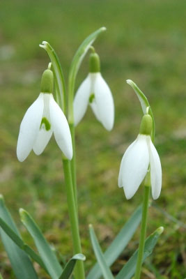 Schneeglöckchen schneegloeckchen